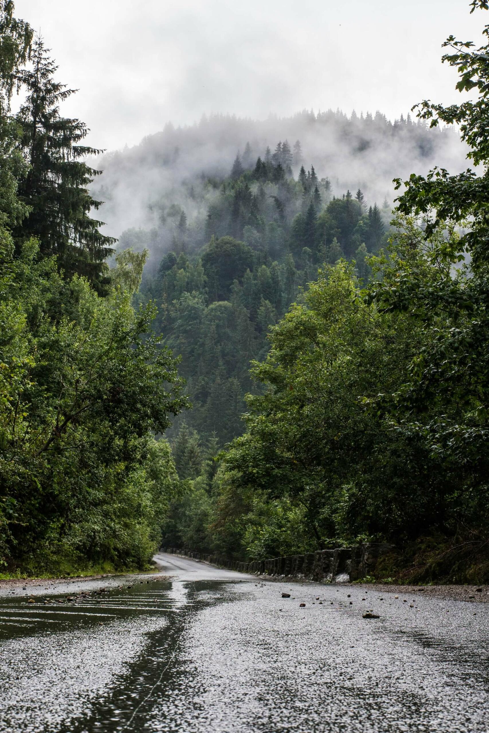 Foto de uma estrada úmida, ladeada de árvores, em direção a uma montanha com vegetação densa e coberta por um nevoeiro esbranquiçado